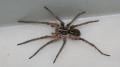 Pókirtás   http://www.pestcontrol.hu/pokirtas/pokirtas.htm , bzs.81@digikabel.hu , 06209363636